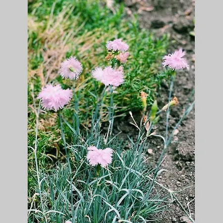 Cute Little House With A White Picket Fence Hébergement de vacances Burgas