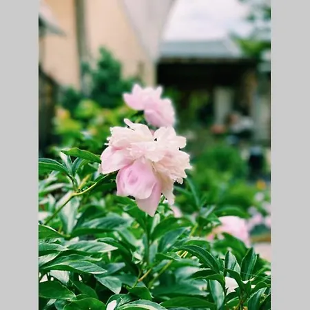 別荘 Cute Little House With A White Picket Fence *