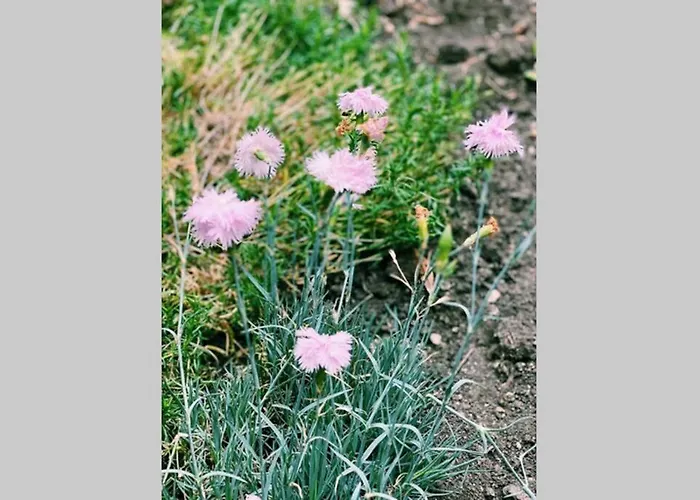 Cute Little House With A White Picket Fence Vakantiehuis Burgas Stad